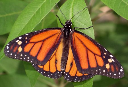 monarch butterfly