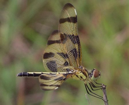 Halloween pennant