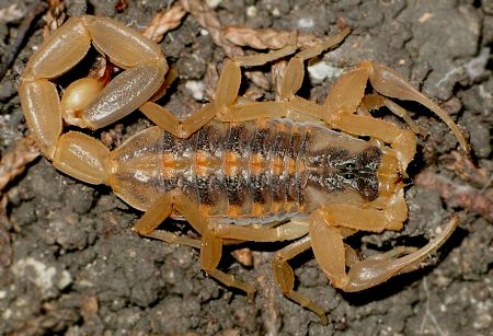 striped bark scorpion