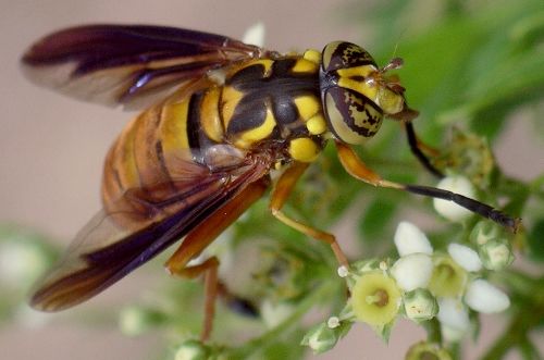 yellowjacket mimic syrphid