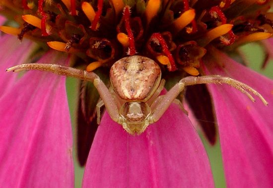 crab spider