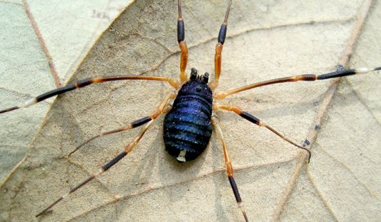 Halloween harvestman