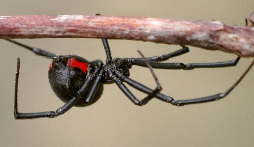 southern black widow