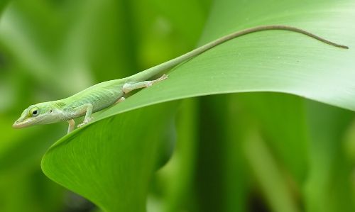 green anole