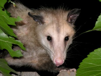 Virginia opossum