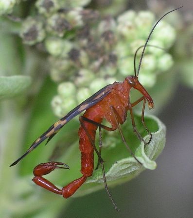 male Scorpionfly