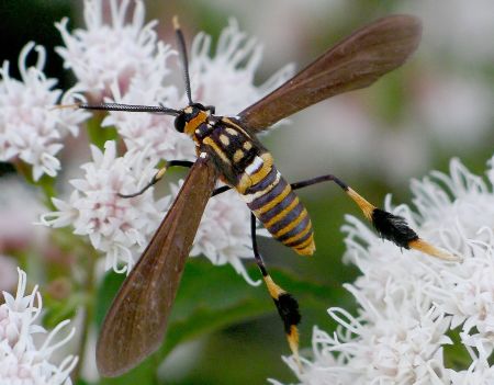 Texas wasp moth