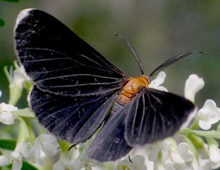 White-tipped Black