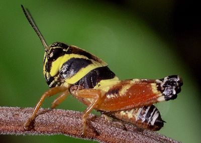Aztec spurthroat grasshopper
