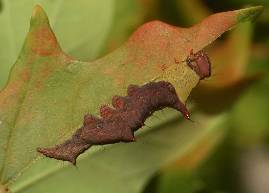 morning glory prominent