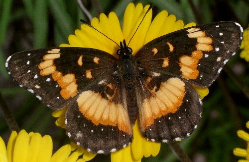 bordered patch