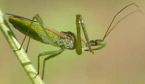 assassin bug