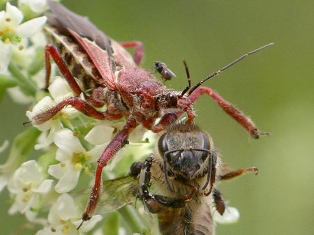 bee assassin