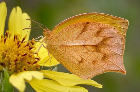 tailed orange