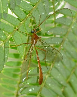 short-tailed ichneumon