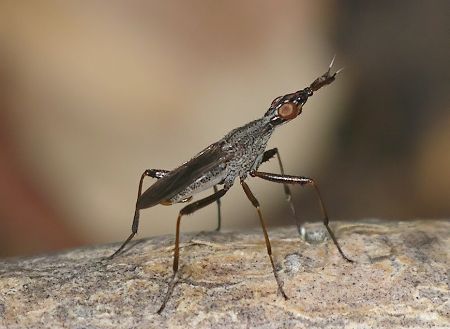 cactus fly