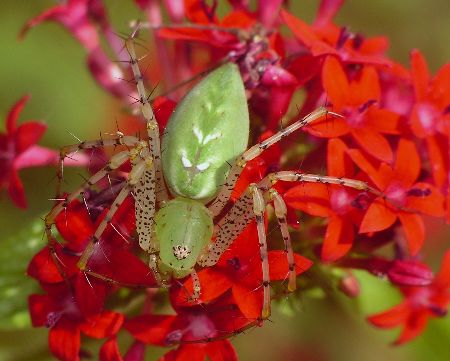 female green lynx spider