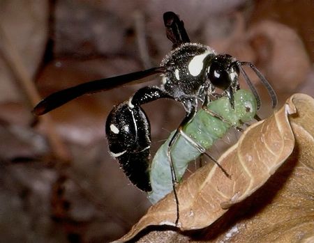 potter wasp with prey