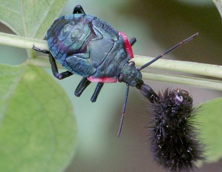 Predatory Stink Bug