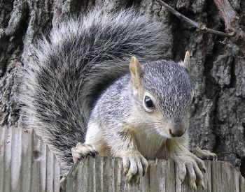 eastern fox squirrel