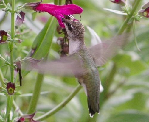 hummingbird