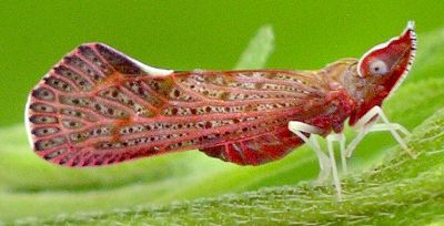red planthopper