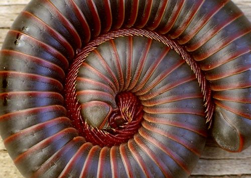 desert millipede or iron worm