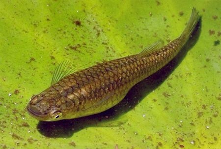 mosquitofish