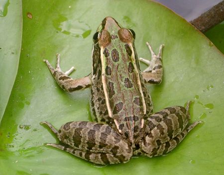Rio Grande leopard frog