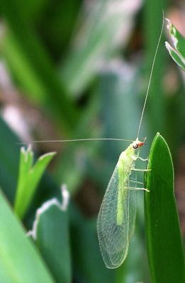 green lacewing