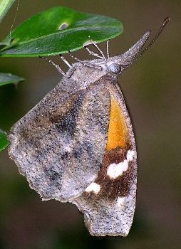 snout butterfly