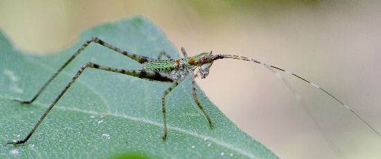 fork-tailed bush katydid