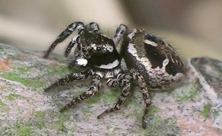 jumping spider