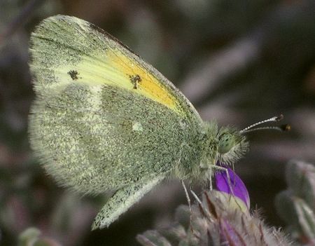 dainty sulphur