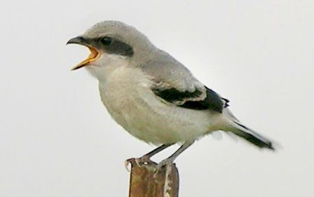 loggerhead shrike