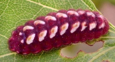 Henry's elfin caterpillar