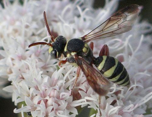 Texas cuckoo bee