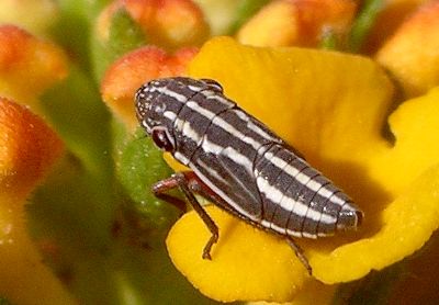 leafhopper nymph