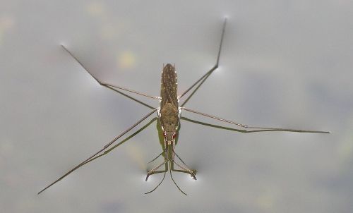 water strider