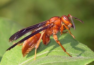 red wasp