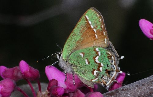 juniper hairstreak