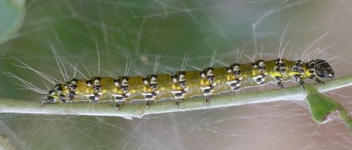 genista caterpillar