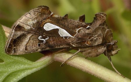 bilobed looper moth