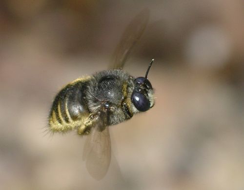 large carpenter bee