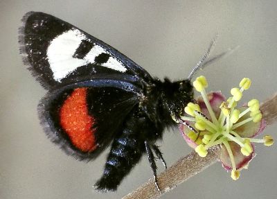 grapevine epimenis