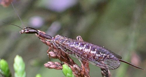 snakefly