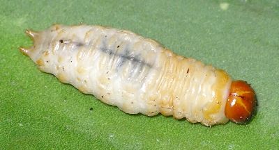 agave weevil larva