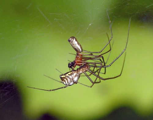 filmy dome spiders