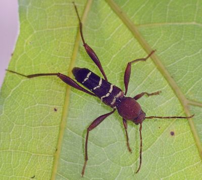 red-headed ash borer