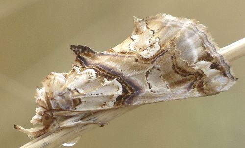 moonseed moth